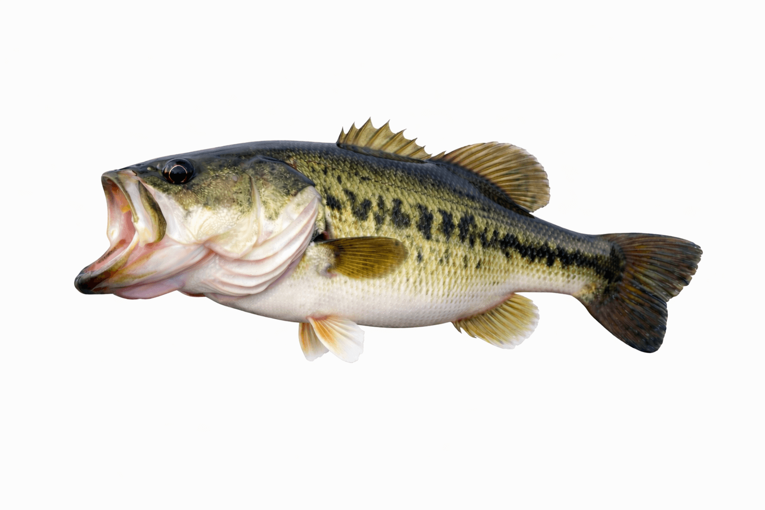 Largmouth Bass Fish